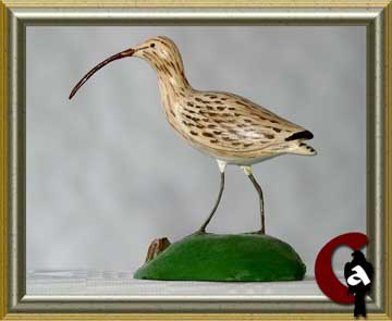 Eurasian curlew - Numenius arquata